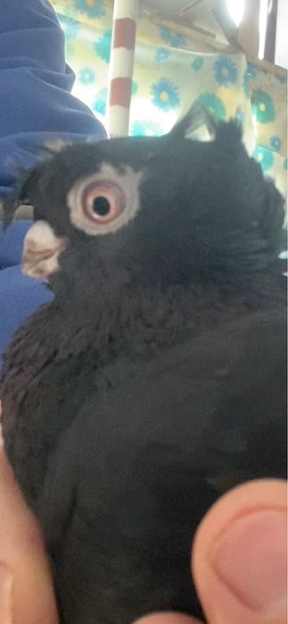 Выводы 2025г по старопородным