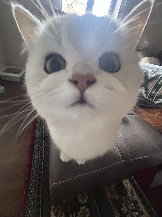 Серебристя Шиншилла