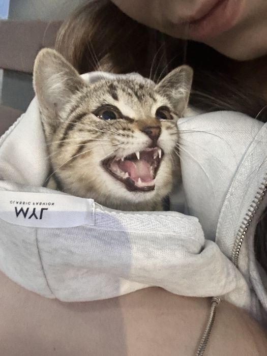 Отдам котенка в добрые руки