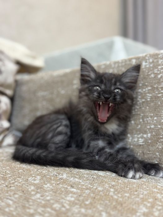 Отдадим котенка в добрые руки