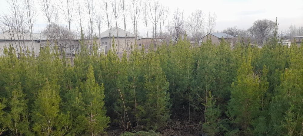 sasna kuchatlar sotiladi srochni