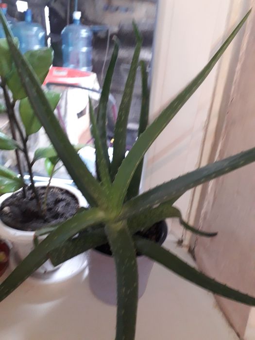 Продам алоэ вера