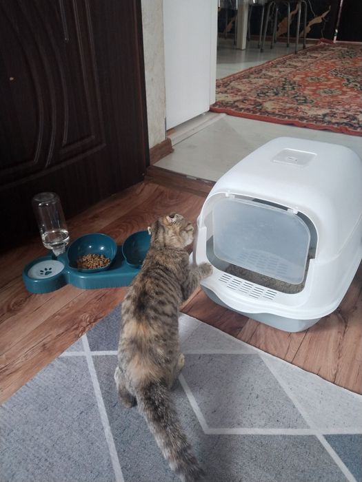 Продам котёнка вислоухий