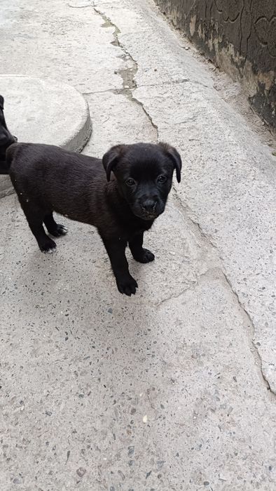 Щенки в добрые руки