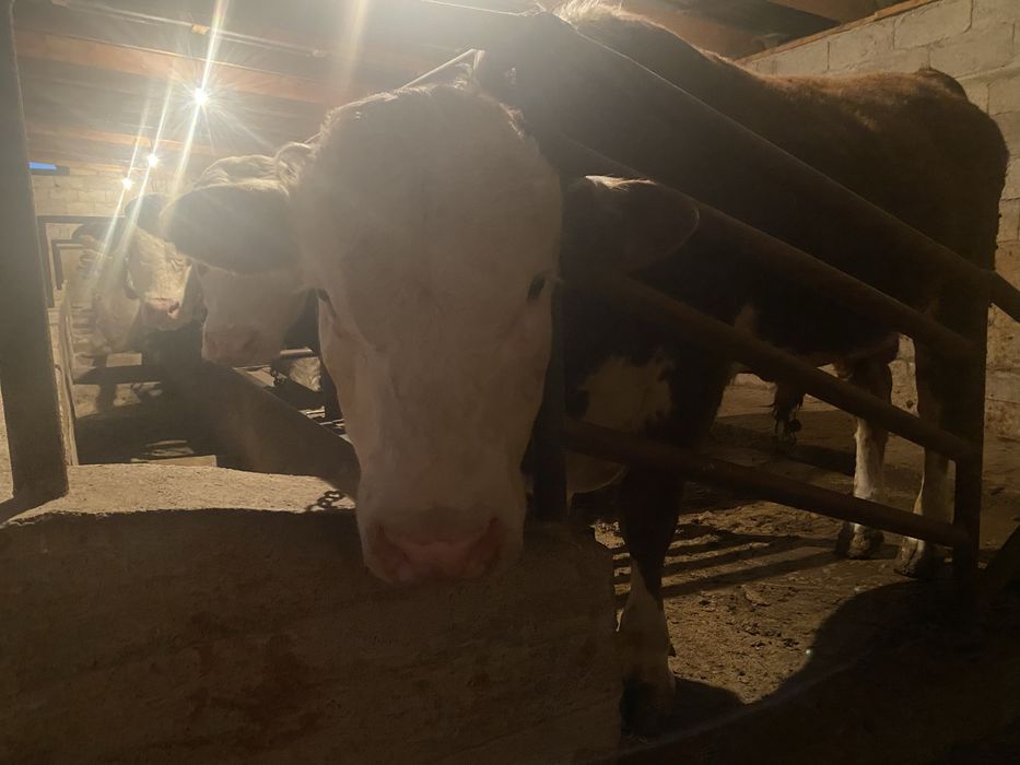 Белоголовые бычки