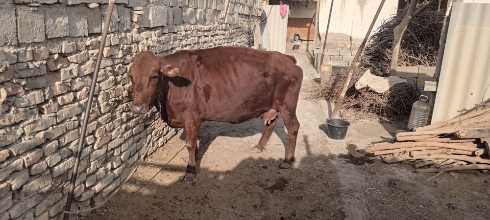 Мол сотилад срочна