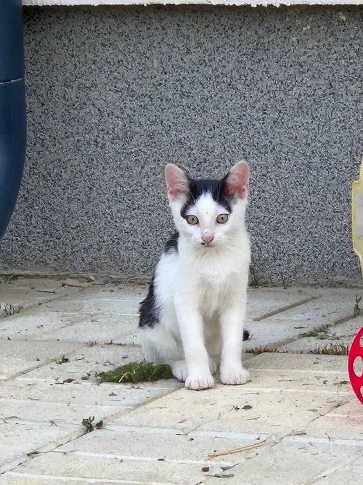 Dau spre adoptie 4 pisoi, aproximativ 3 luni