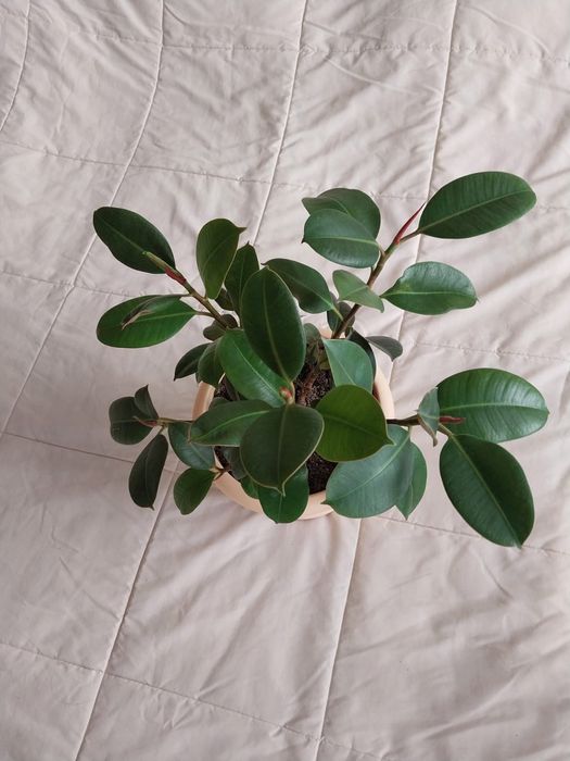 Фикус кустовой. В новом горшке