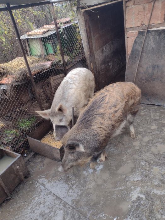 Прасета  мъжко и женско