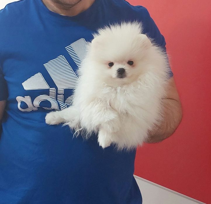 Pui Pomeranian femelă talie mică