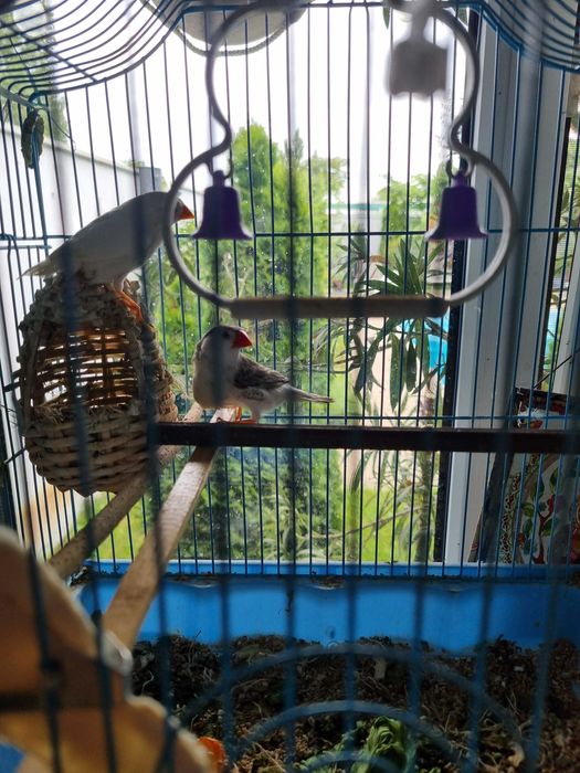 Vand zebră australiană perechi