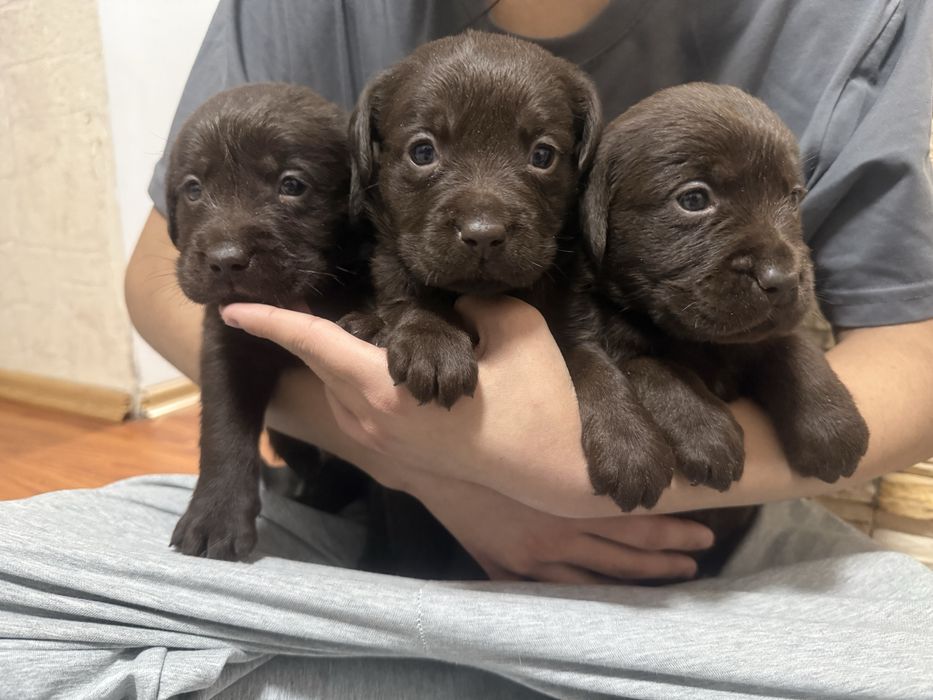 Шоколадные щенки лабрадора