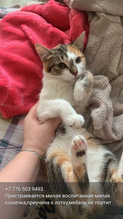 Кошечка 5 месяцев