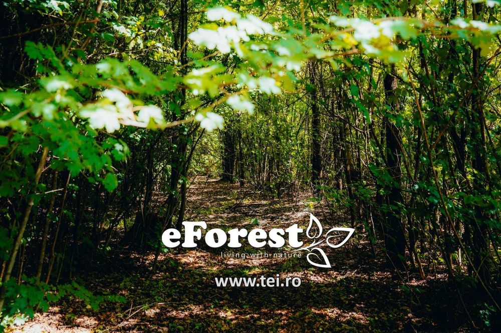 Loturi de casă 720 - 900 mp, langă Pădure în eForest, acces asfaltat