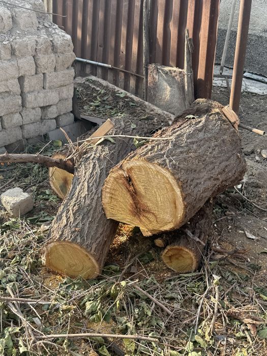 Древесные пни, недавно отрубленные