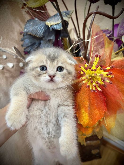 Котята от правильной вязки