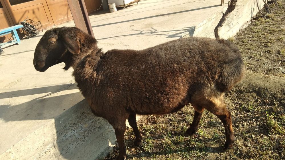 Semiz qo'chqor sotiladi ZOTDOR!!!