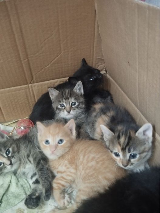 Котята в добрые руки!