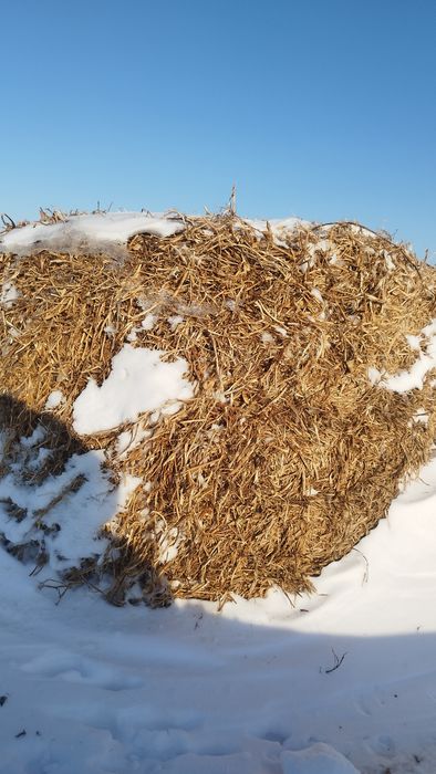 Продам гороховую солому