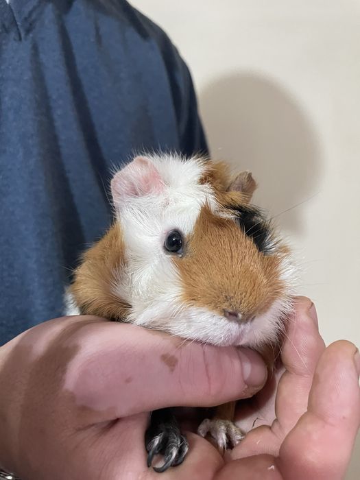 Vând un porcusor de guineea
