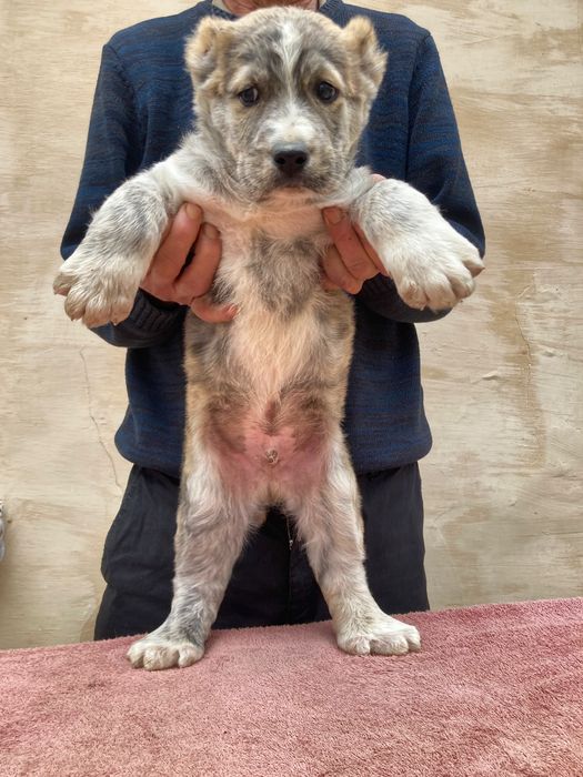 Щенок алабая ( чистокровный )