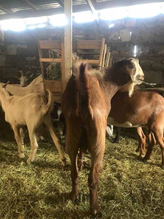 Продам теке производитель