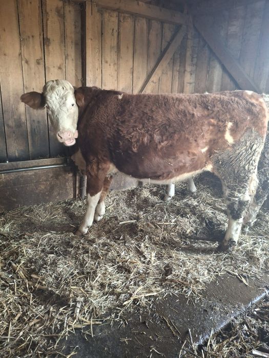 Vând 2 junici gestante