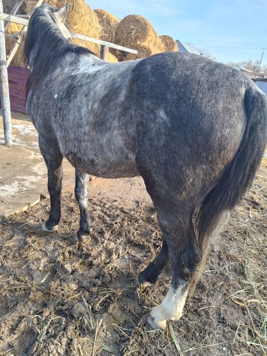 Жылқы сатылады соғым