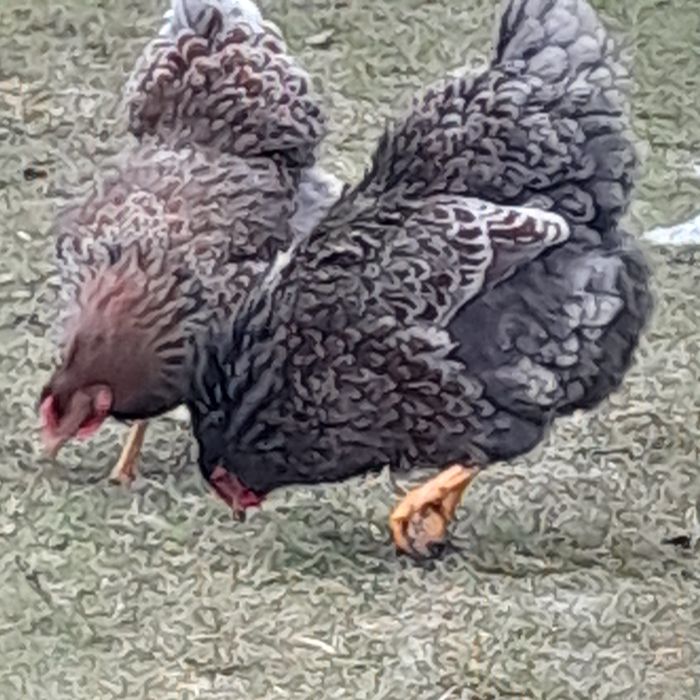 Oua pt incubat wyandotte