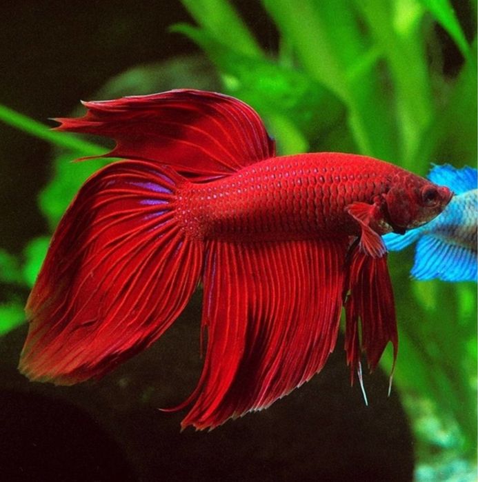 Петушок рыба живущий без воздуха
