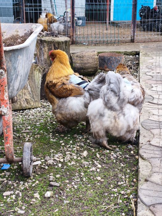 Ouă Cochinchina uriaș pentru incubat