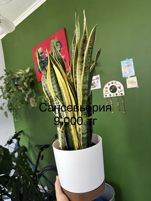 Комнатные растения