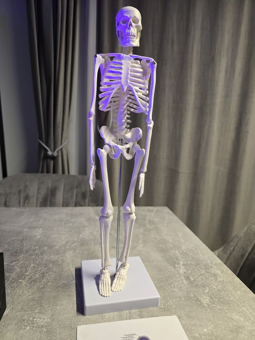 Schelet uman - anatomie educatie