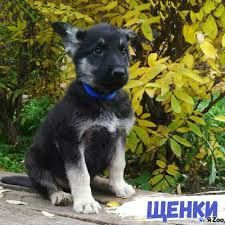 Продам щенков восточноевропейской овчарки.