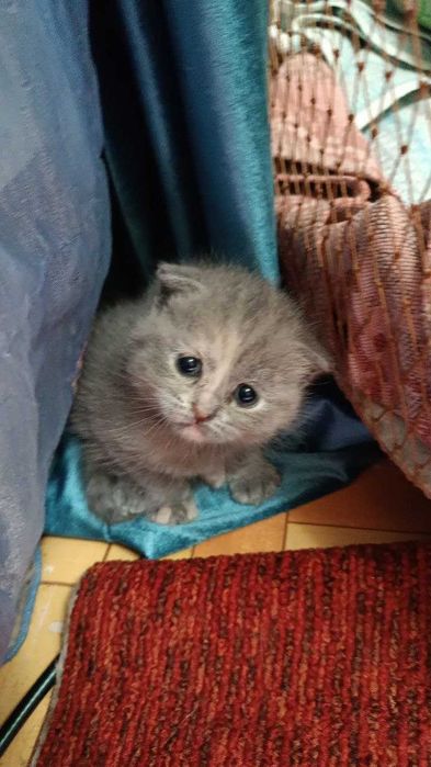 Вислоухие котята