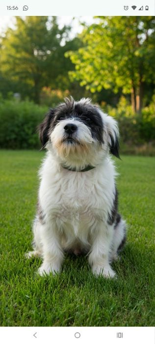 ПорОдиСтыЕ соБаЧки в приюте