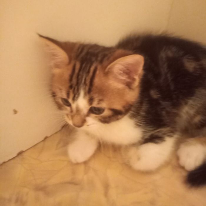 Красивый котёнок 2 месяца {дев}