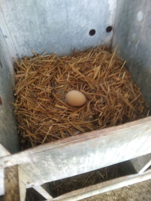 Xonaki tovuqlar (Tuxum tug'adigan)