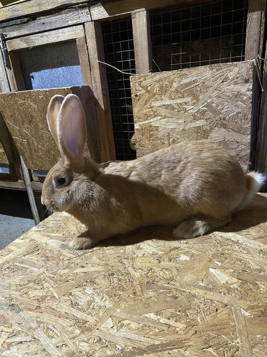 Продам кроликов разных пород