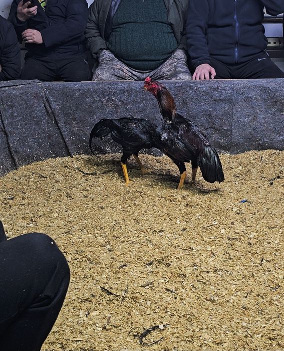 Дакан бойцовая птица