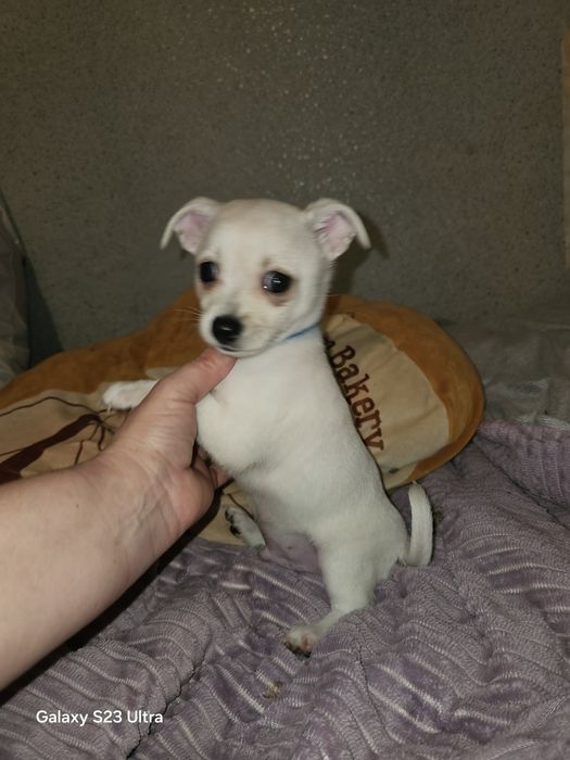 Мальчишка чихуахуа стандарт