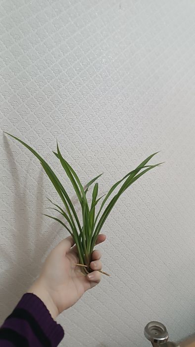 Хлорофитум (детки)