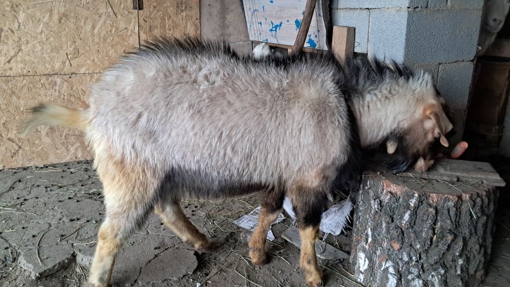 Теке сатамын.2 жасар.