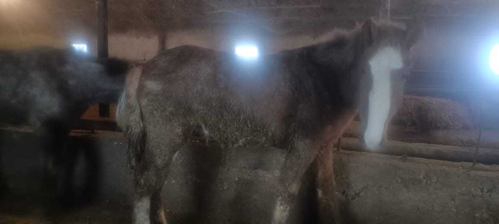 Жылқы сатылады. Продам лошадь