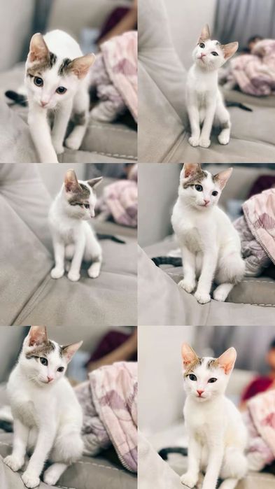 Котенок мальчик ищет дом