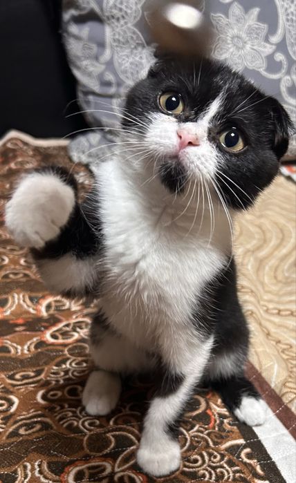 Котенок ищет дом