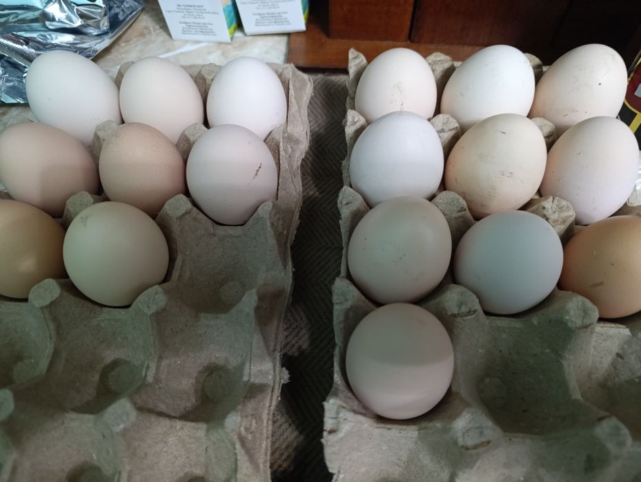 Продам домашние яйца