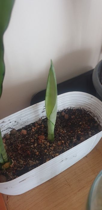 Сансевиерия Силвер Квин