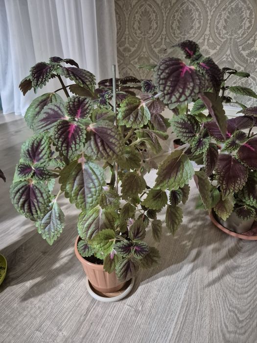 Продам колеусы., аглаонема