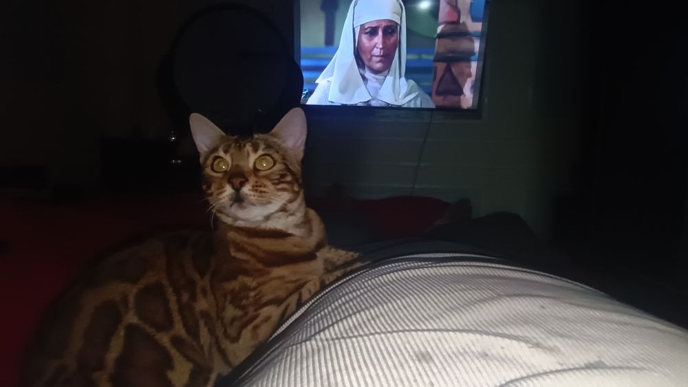 Бенгальские кошки